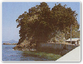 ビャクシン自生地